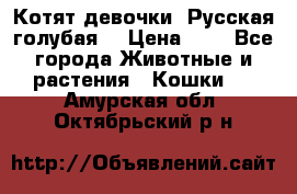 Котят девочки “Русская голубая“ › Цена ­ 0 - Все города Животные и растения » Кошки   . Амурская обл.,Октябрьский р-н